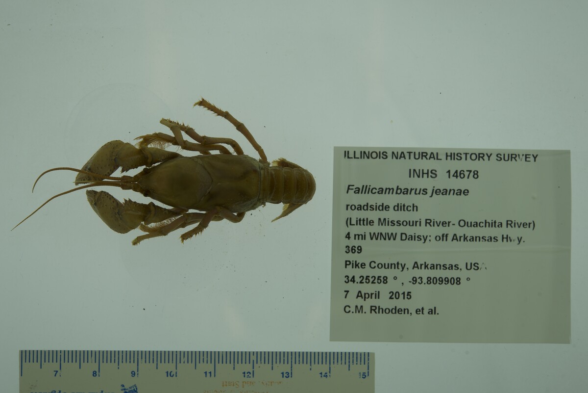Fallicambarus jeanae image